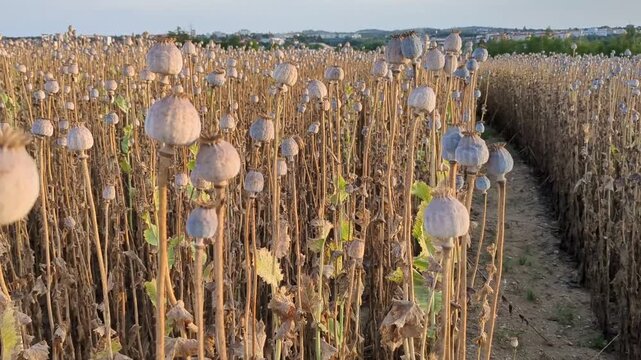 Poppy seed heads ripening in agricultural field during summer season close up