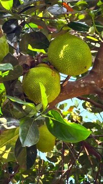 Close up footage of green jackfruit growing on tropical tree branches in Phu Quoc, Vietnam. Exotic Southeast Asian fruit in natural jungle environment with sunlight through leaves.