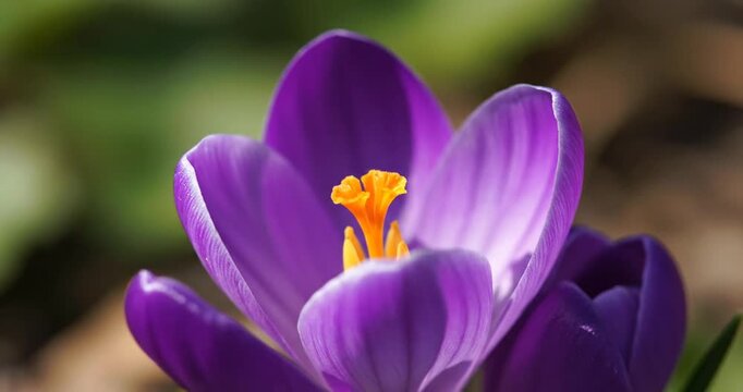 Close-up of a vibrant purple crocus flower blooming in a sunny garden setting