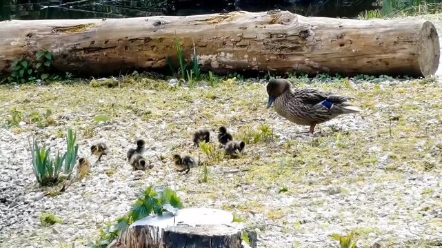 A mother mallard leads her babies along the shore. Her brood of fluffy ducklings waddle along behind her exploring the stony ground.