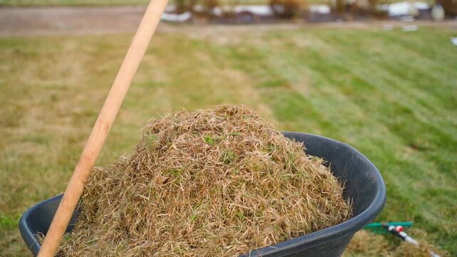 Wheelbarrow full of dry grass and lawn thatch after raking yard. Spring lawn cleanup with collected old grass clippings on green lawn