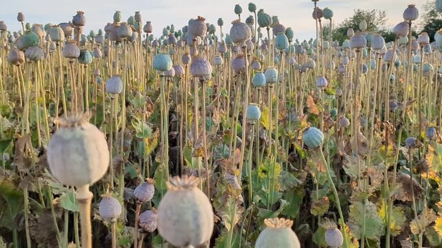 Poppy seed heads ripening in agricultural field during summer season close up