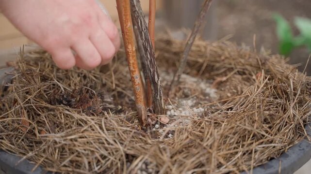 Close up slow motion of applying fertilizer under blueberry bush. Hand pouring granular fertilizer around plant base in slow mo