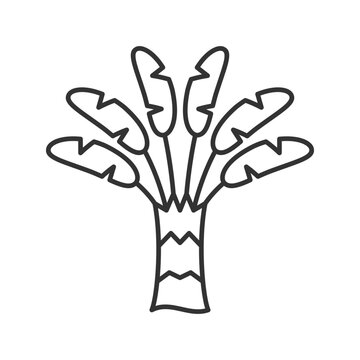 Traveller palm linear icon. Tropical outdoor plant. Traveler tree. Ravenala madagascariensis. Thin line customizable illustration. Contour symbol. Vector isolated outline drawing. Editable stroke