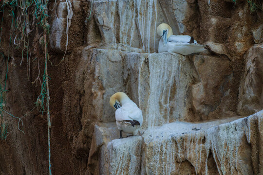 Northern gannet (Morus bassanus)