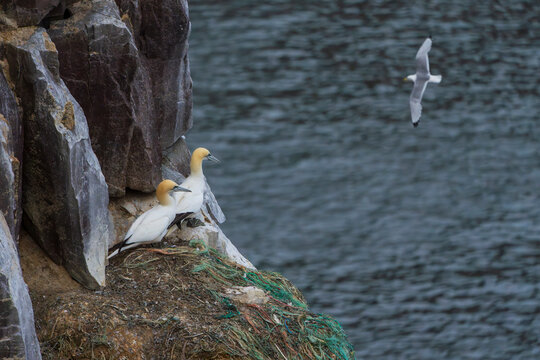 Northern gannet (Morus bassanus)