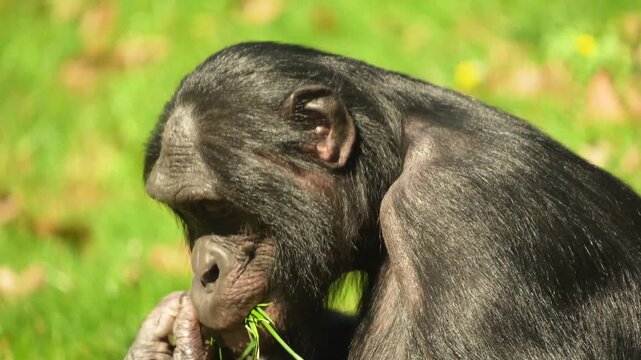 Close up of a bonobo Monkey sitting on a meadow and eating weeds on a sunny day in summer