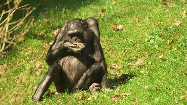 Close up of a bonobo Monkey sitting on a meadow and eating weeds on a sunny day in summer