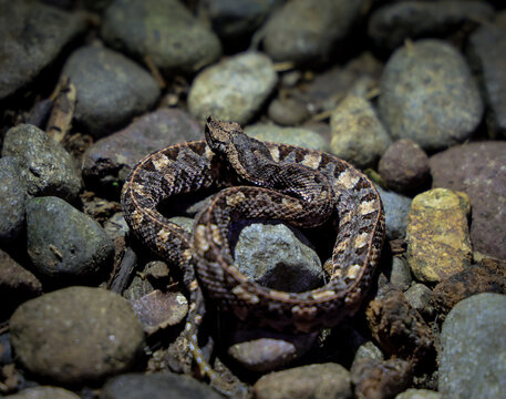 Snake from Costa Rica