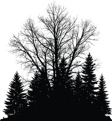 Silhouette Trees Forest Landscape © SARKAR