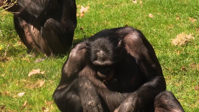 Close up of a bonobo Monkey sitting on a meadow and eating weeds on a sunny day in summer