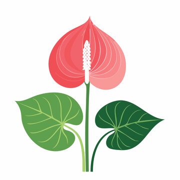 Illustration of a pink Anthurium flower with green leaves