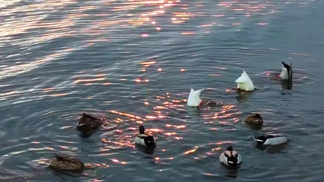 Flock of Ducks Swimming and Diving in the Calm Sea Water During Golden Hour Sunset at Sarkoy Beach, Tekirdag, Turkey - Tranquil Nature Scene