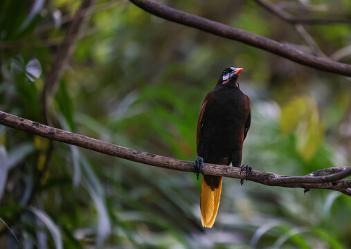 Montezuma oropendola