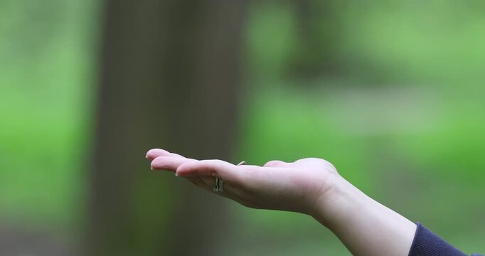 A titmouse eats from a man's hand