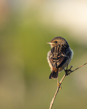 Juvenile Stonechat on Perch