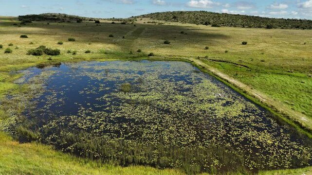 Agricultural drone sprays herbicide over a pond covered with aquatic plants