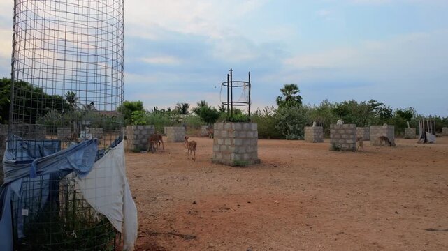Urban Deer Eating Garbage in Deer Park of Trincomalee, Sri Lanka - Wide Shot