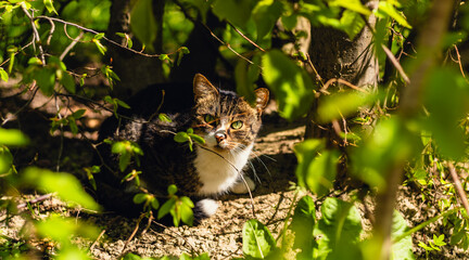 Obraz premium Tabby cat hiding in green bush among spring leaves. Beautiful feline looking from shaded garden thicket. Wild animal in foliage, outdoor nature photography, pets and environment.