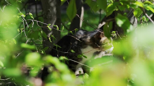 Tabby cat hiding in green bush among spring leaves. Beautiful feline looking from shaded garden thicket. Wild animal in foliage, outdoor nature photography, pets and environment.