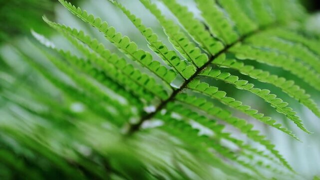 Close up view of fern foliage with selective focus