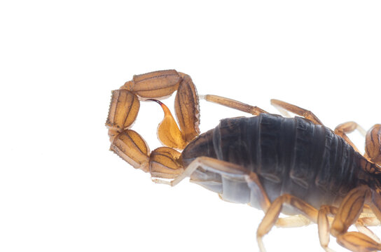 Close-up of the stinger of the scorpion Buthus cf. halius on white background, Portugal