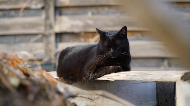 Black cat resting on wooden compost bin in sunny backyard garden. Domestic cat relaxing outdoors with squinted eyes in warm sunlight