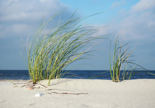 Baltic Sea Beach with Clouds and Sea Grass