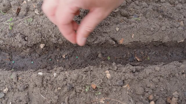 Hand sowing radish seeds close-up top view