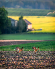Hares in the fields, a beautiful landscape photo © Adam Sadlak