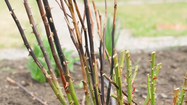 Pruning rose bush with secateurs in spring garden. Hand trimming thorny rose stems with pruning shears for plant maintenance