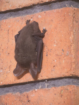 Lesser long eared bat Nyctophilus geoffroyi hangs from brick wall in bedroom in Penneshaw, Kangaroo Island, Australia
