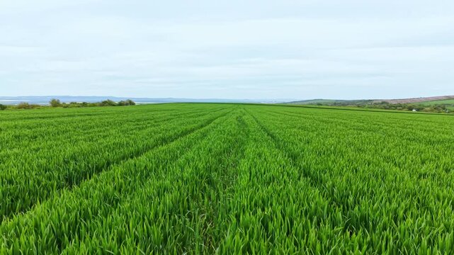 Wheat plants grow tall in straight rows across a wide field. The sky appears cloudy and the landscape features distant hills far away. This scene shows agriculture in action.