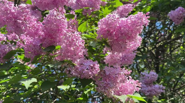 Lilac beautiful pink flowers in syringa garden.