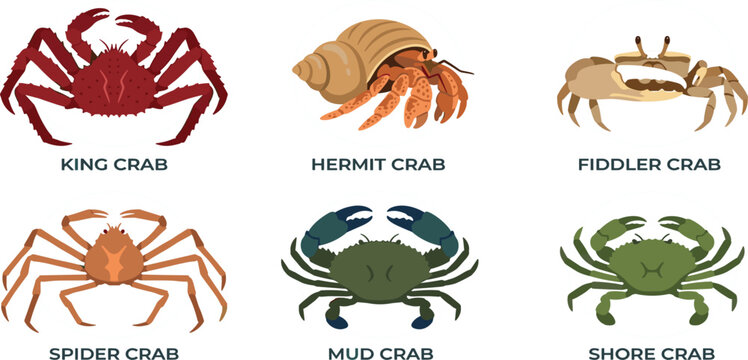 Crab Species Illustration Set Featuring King Crab, Hermit Crab, Fiddler Crab, Spider Crab, Mud Crab, and Shore Crab Marine Wildlife Collection