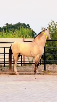 Horse Looking Around in a Ranch Setting.