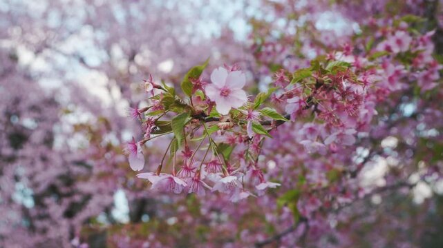 葉が出てきた河津桜