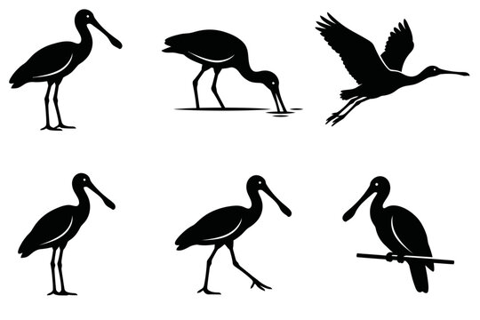 Black spoonbill bird silhouette collection standing flying and feeding