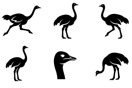 Black ostrich and emu silhouette set in different poses