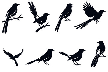 Fototapeta premium Black songbird silhouettes in various natural poses set