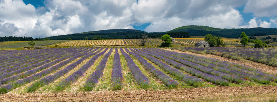 Provence - champ de Lavandes