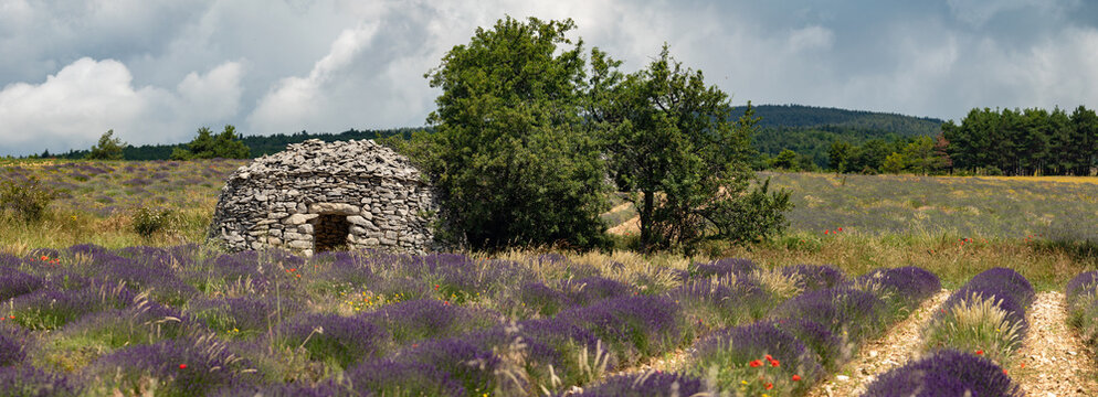 Provence - champ de Lavandes