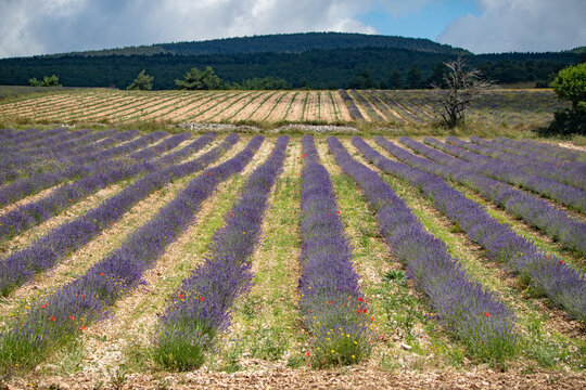 Provence - champ de Lavandes