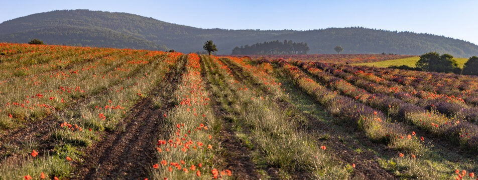 Provence - champ de Lavandes