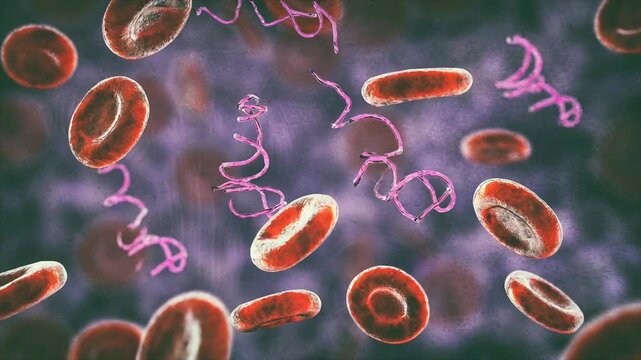 Borrelia bacteria in bloodstream, 3D animation showing motile spirochetes twisting among red blood cells, illustrating Lyme disease pathogen in human blood.