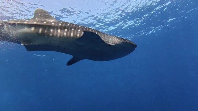 Whale shark swimming in deep blue ocean with air bubbles