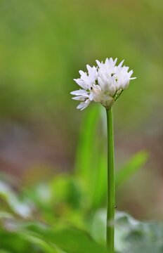 B&auml;rlauch (Allium ursinum) Bl&uuml;te Nahaufnahme, vertikal