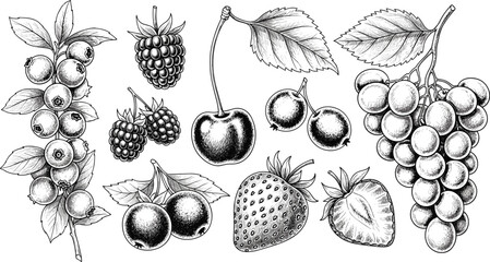 Hand drawn black and white berry and fruit vector set. Includes cherries, strawberries, blackberries, blueberries, grapes, and leaves. Perfect for fruit illustrations, packaging, and menu design. © SNOW EVA