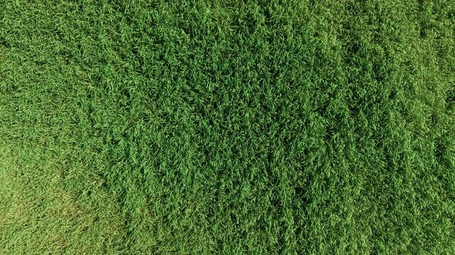 Aerial green wheat barley rye field texture growing in countryside. Agricultural landscape background for agribusiness agronomy farming concepts. Endless cereal farmland vegetation pattern for