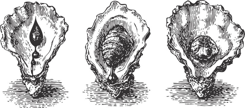 Three vintage oyster shell illustrations with detailed textures and intricate shading